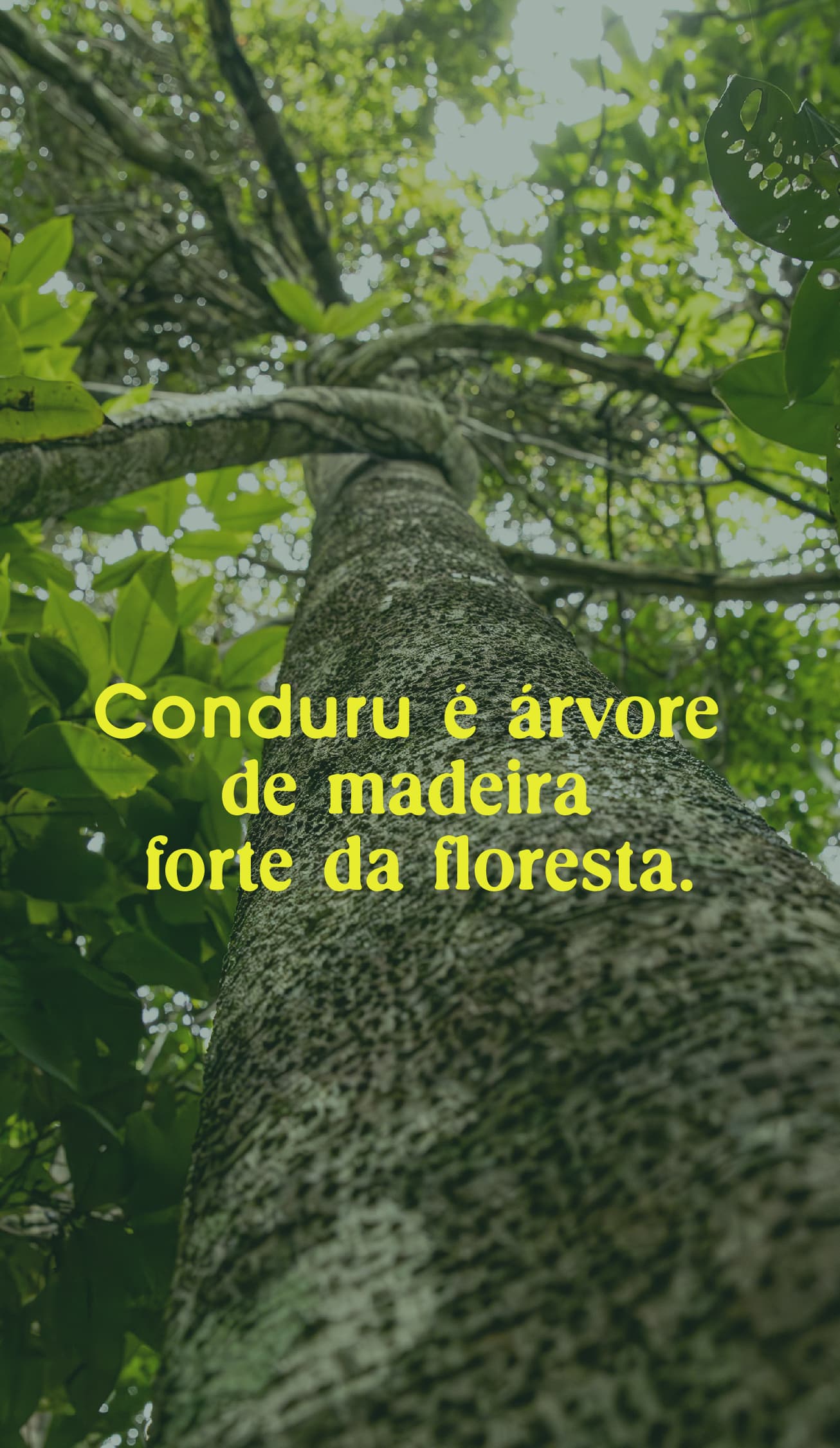 Identidade visual Conduru | identidade visual para fazenda de cacau na Bahia, RegularSwitch