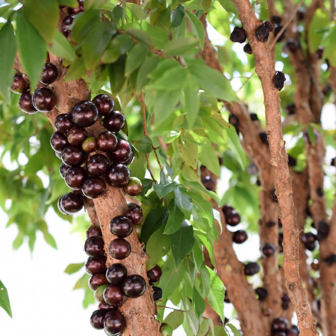 Identidade visual Suívie Jabuticaba, RegularSwitch